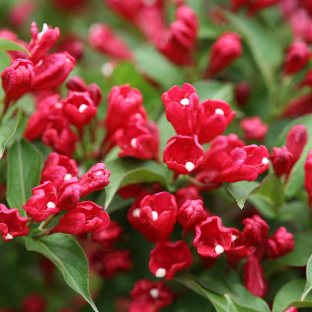 Close up of the tubular red blooms of Sonic Bloom Red weigela